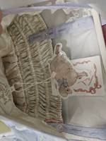 收到啦全新带吊的数绵羊夏款jsk!