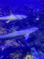 以防你没有见过这样的ap贝壳..