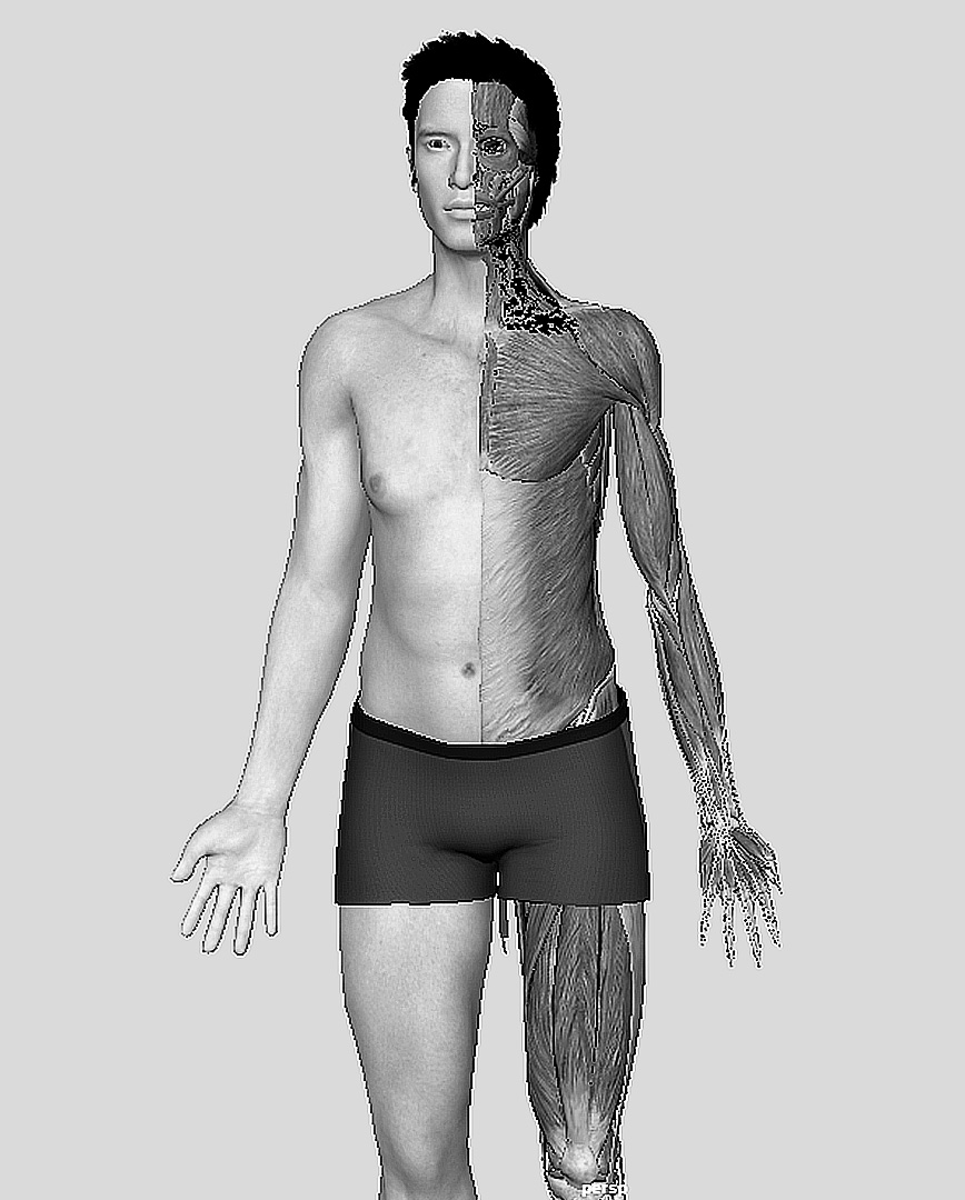 3D人体解剖