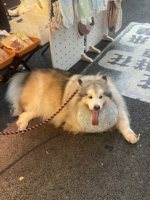 樱桃熟了黄色