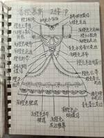 自己设计的lo裙(3):香橙慕斯