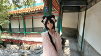 中华风的樱花树下的告白呀
