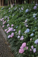 绣球花～