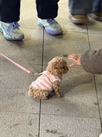 菲明天走,和芊还有小张一起麻将