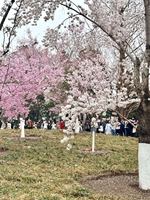 穿着bbd去赏樱了