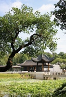 八重樱粉绿新色