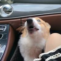 条纹千层也挺舒适的感觉！（快看我的小狗）