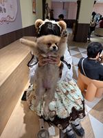 芝士咩咩玩偶茶话会出