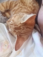 救助了一只皮包骨小猫咪，拉毁了我的手机包原配肩链