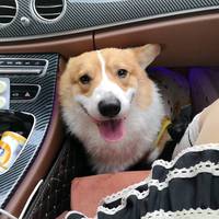 条纹千层也挺舒适的感觉！（快看我的小狗）