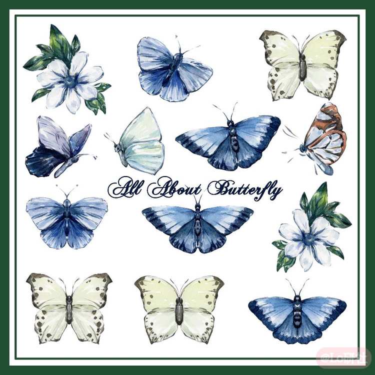 All About Butterfly 关于蝴蝶